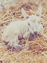 Sheep on hay