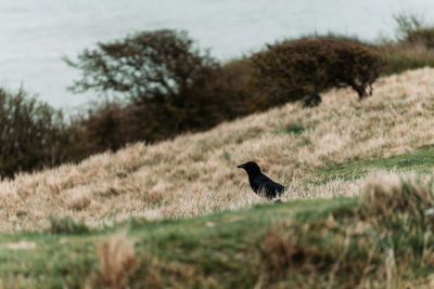 Bird perching on a field