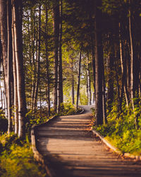 Footpath amidst trees in forest