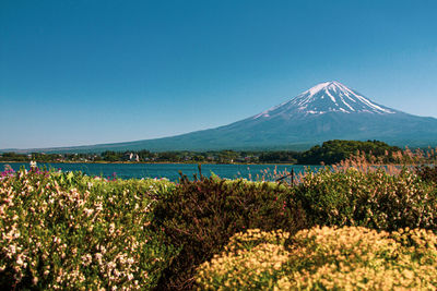 Plants growing on mountain against blue sky