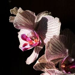 Close-up of pink flowers against black background