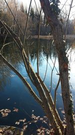 Close-up of tree by lake against sky