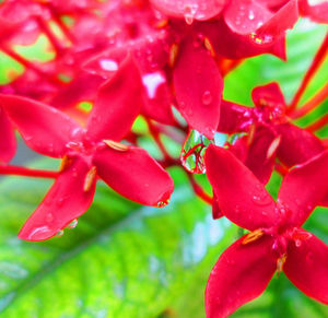 Close-up of water drops on red flowers