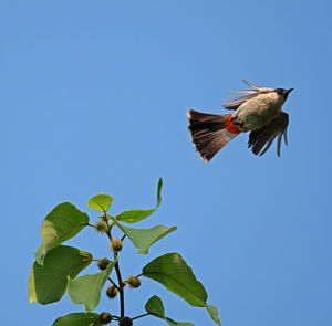 Low angle view of bird flying