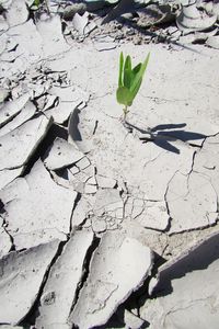 Close-up of plant on sand