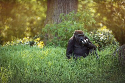 Gorilla female sitting in the grass and eating