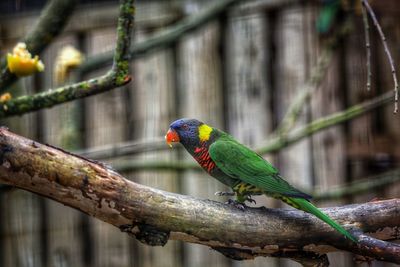 Rainbow lorikeet on branch of tree