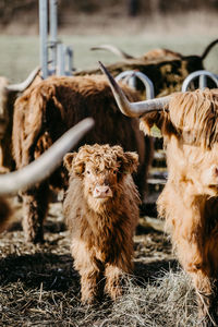 Scottish highland calf and cow standing on the ground with hay and looking at the camera.