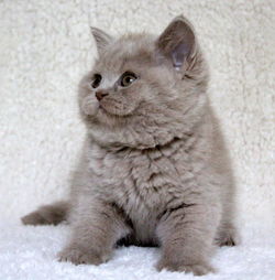 Close-up of a cat looking away