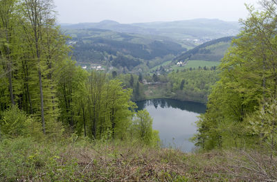 Scenic view of river amidst trees in forest