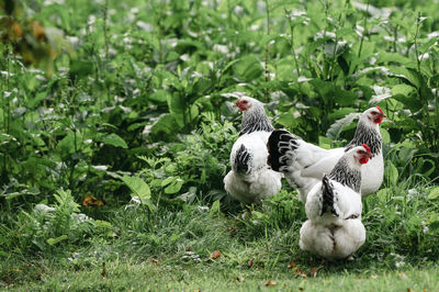 Chickens on field