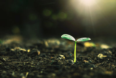 Close-up of plant growing on field