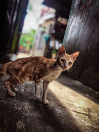 Full length of a cat looking away