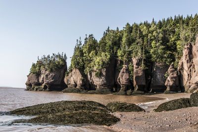 Trees and rocks against clear sky