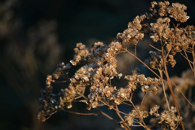 Close-up of flower on tree