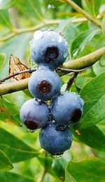 Close-up of fruit growing on tree