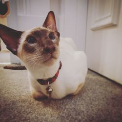 Close-up portrait of a cat