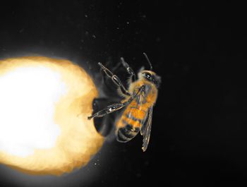Close-up of insect on black background