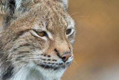 Close-up of a cat looking away