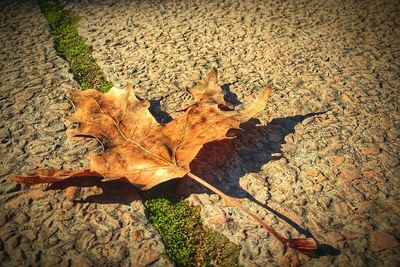 Maple leaves on ground