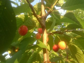 Low angle view of fruits on tree