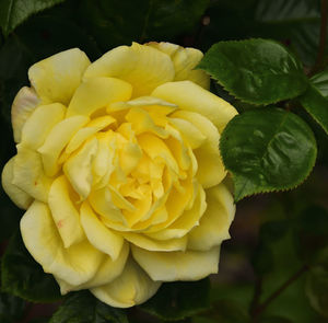 Close-up of yellow flower blooming outdoors