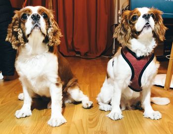 Portrait of dogs sitting on floor