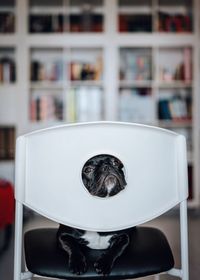 Close-up portrait of dog peeking through hole in chair