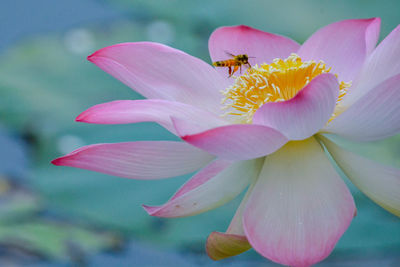 Close-up of pink lotus water lily