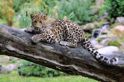 Giraffe relaxing outdoors