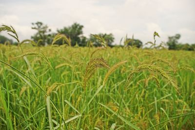 Close-up of crops growing on field against sky