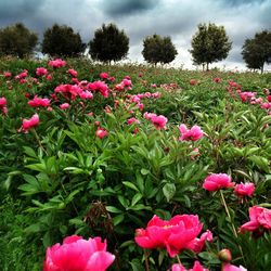 Close-up of pink flowers blooming in field