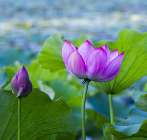 Close-up of pink water lily blooming outdoors