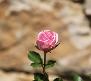 Close-up of pink rose