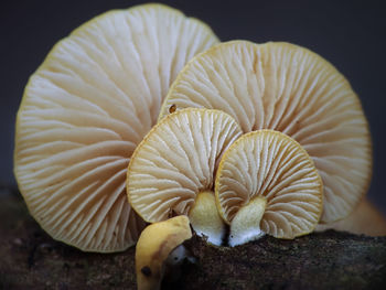 Close-up of mushrooms growing on land