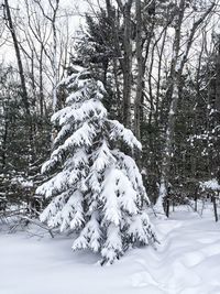 Bare trees in forest