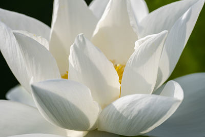 Close-up of white flowering plants