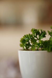 Close-up of potted herb