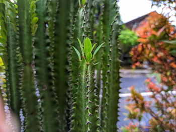 Close-up of succulent plant