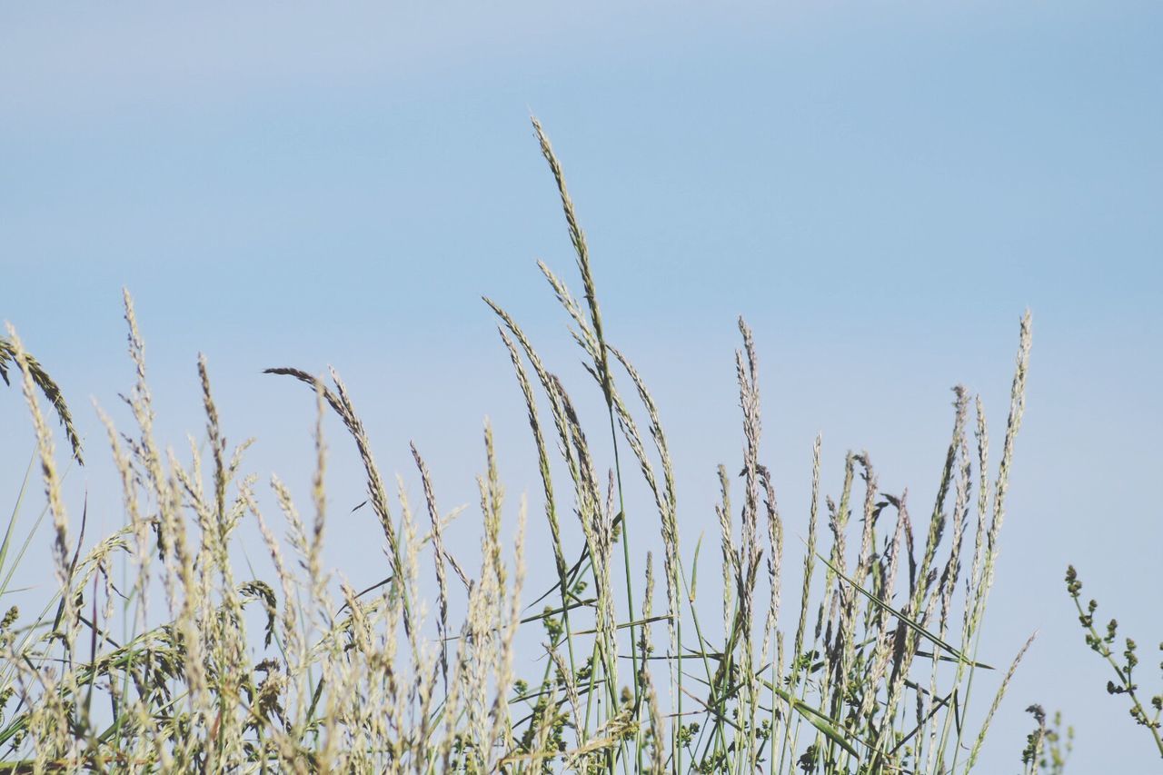 growth, nature, plant, day, no people, tranquility, beauty in nature, outdoors, field, agriculture, clear sky, cereal plant, grass, close-up, sky, freshness