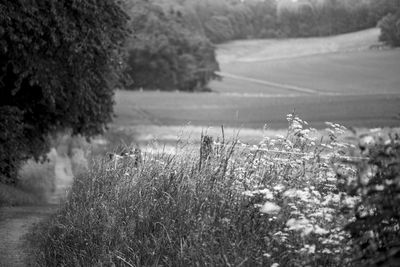 Plants growing on field