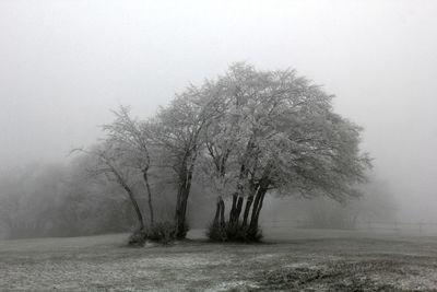 Bare trees on field against sky during winter