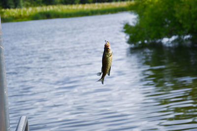 Catching fish over lake