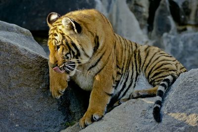 Tiger sticking out tongue while sitting on stone