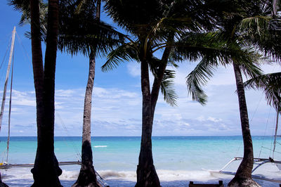 Palm trees on beach