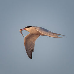 Low angle view of a bird flying