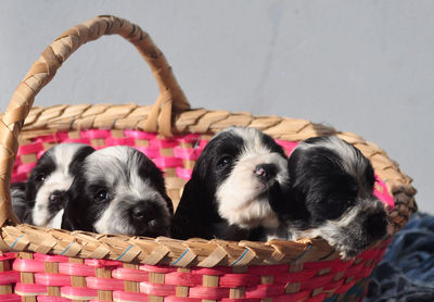 Portrait of cute puppy in basket