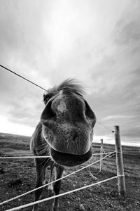 Close-up of a horse on field