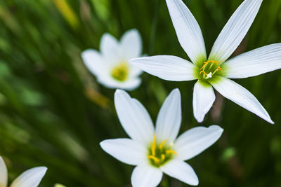 Close-up of white flowering plant
