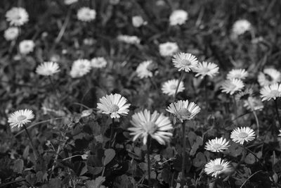 Close-up of white flowering plants on field